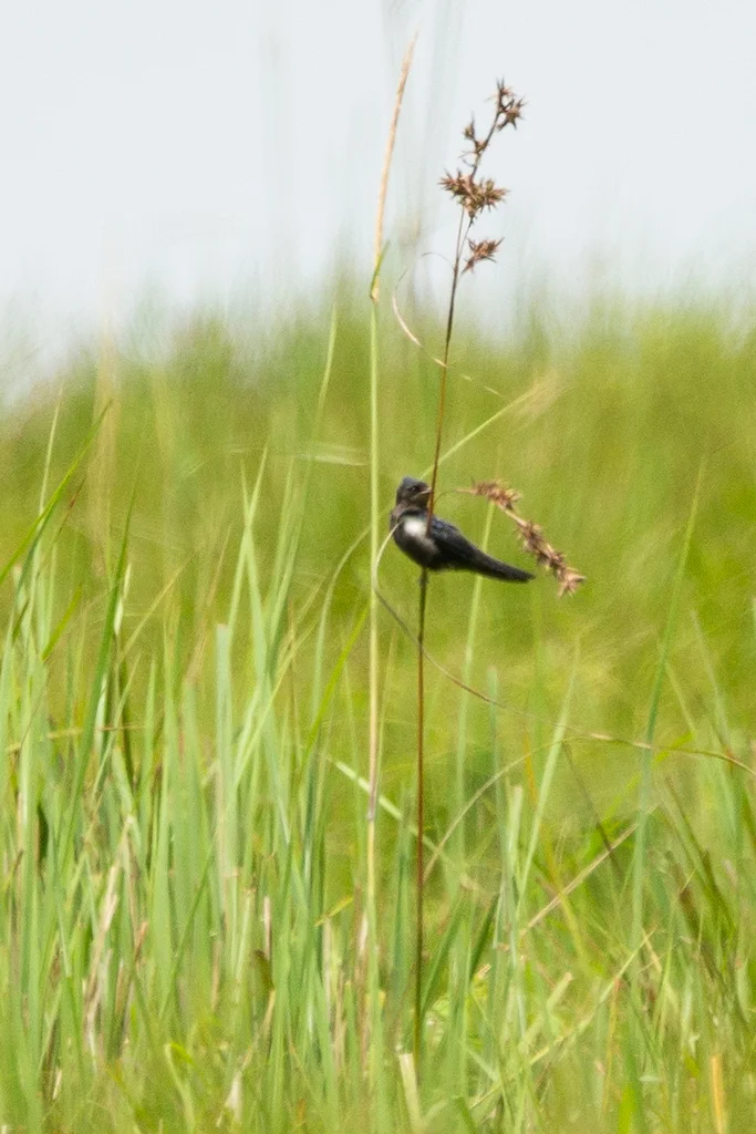 蓝燕(Hirundo atrocaerulea)