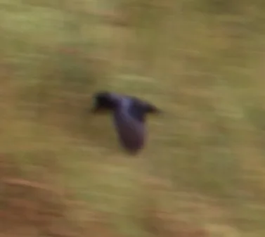 蓝燕(Hirundo atrocaerulea)