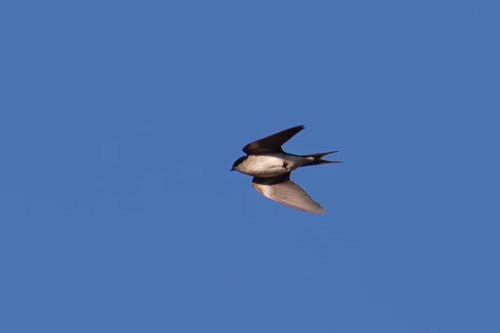 珠胸燕(Hirundo dimidiata)