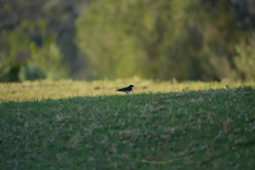 珠胸燕(Hirundo dimidiata)