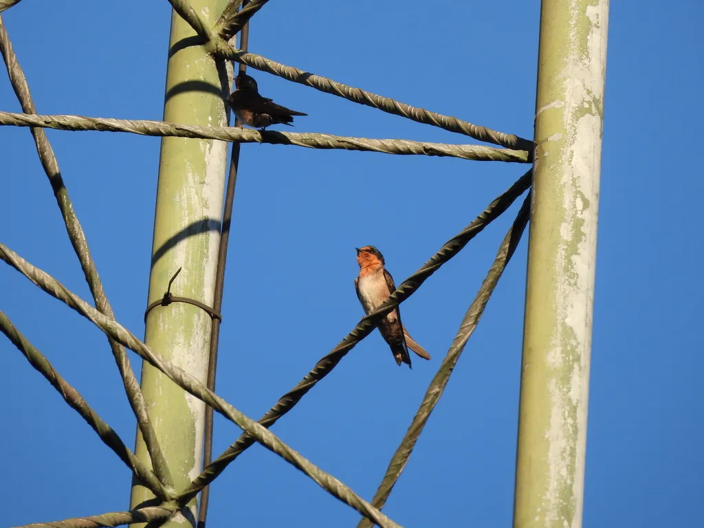 山燕(Hirundo domicola)
