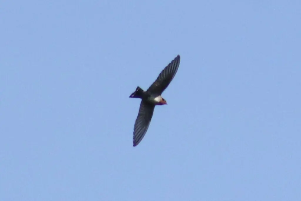 山燕(Hirundo domicola)