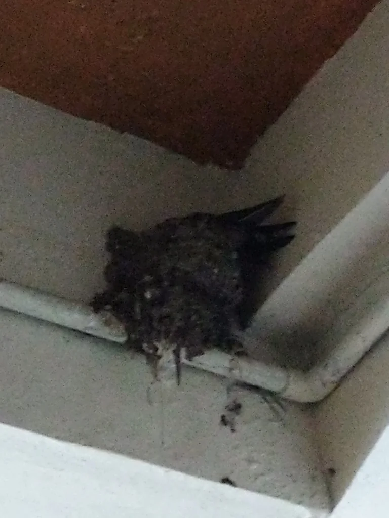 山燕(Hirundo domicola)