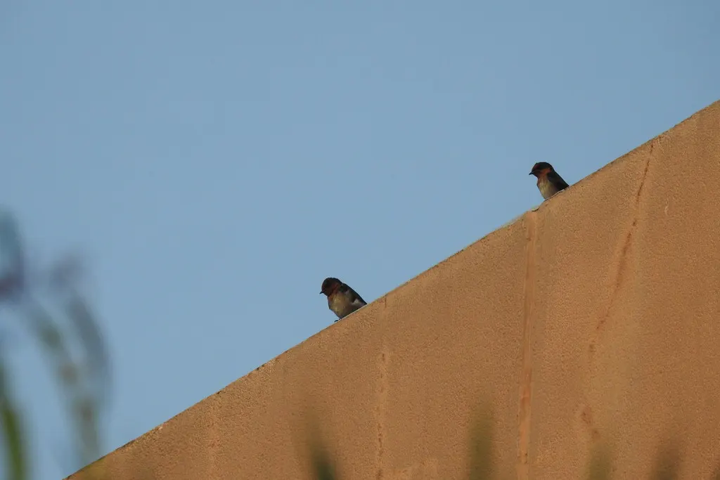 洋燕(Hirundo javanica)