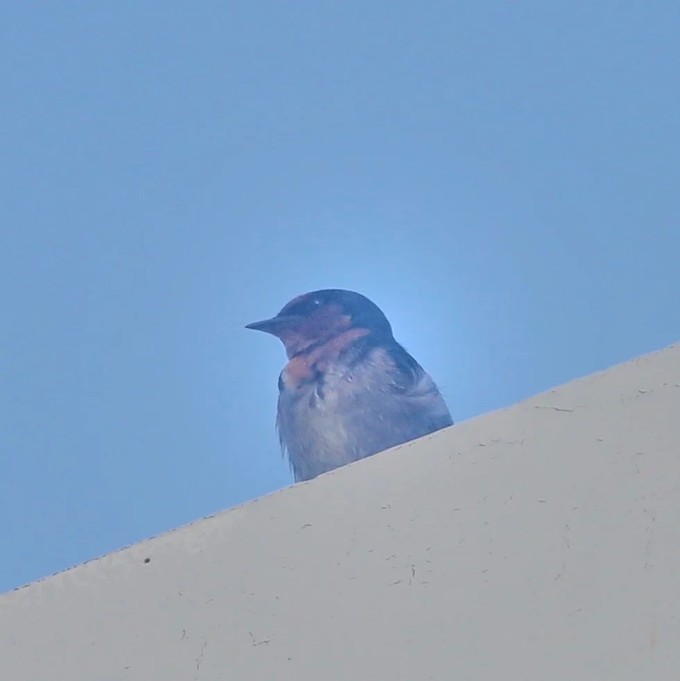 洋燕(Hirundo javanica)