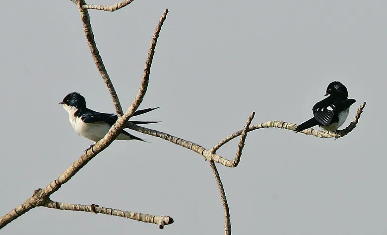 斑翅燕(Hirundo leucosoma)