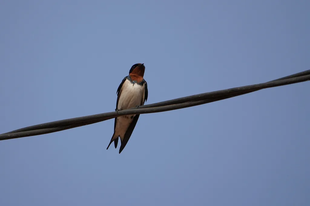 赤胸燕(Hirundo lucida)