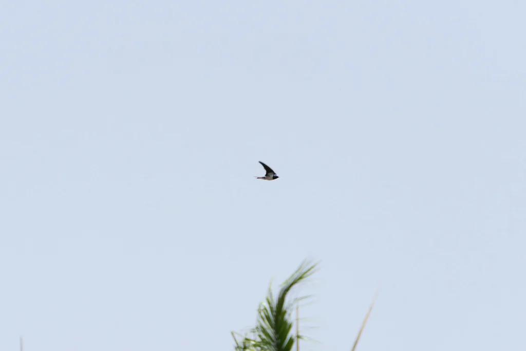 赤胸燕(Hirundo lucida)