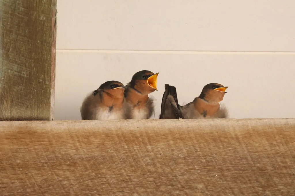 迎燕(Hirundo neoxena)