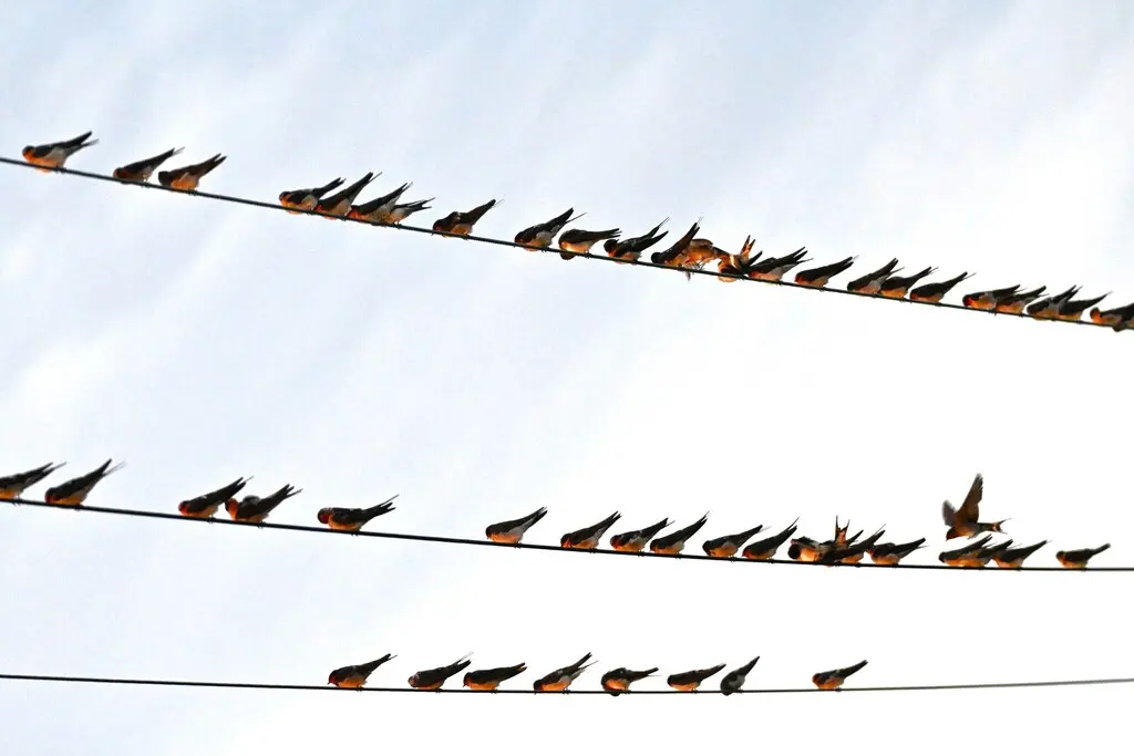 迎燕(Hirundo neoxena)
