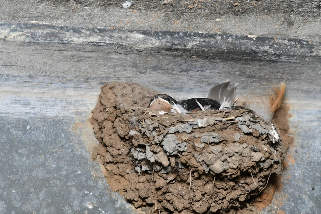迎燕(Hirundo neoxena)