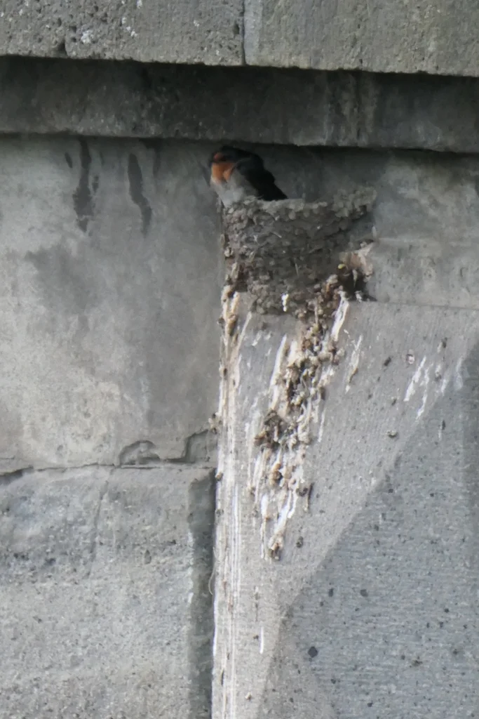 迎燕(Hirundo neoxena)
