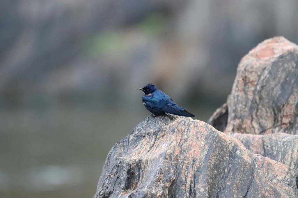 白喉蓝燕(Hirundo nigrita)