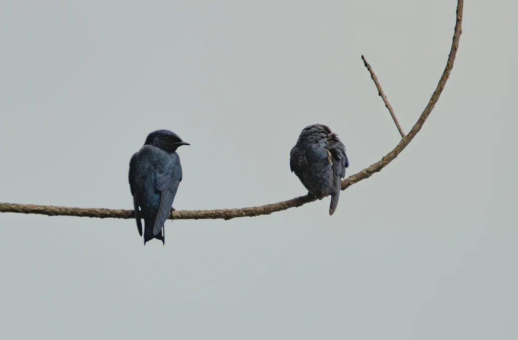 白喉蓝燕(Hirundo nigrita)