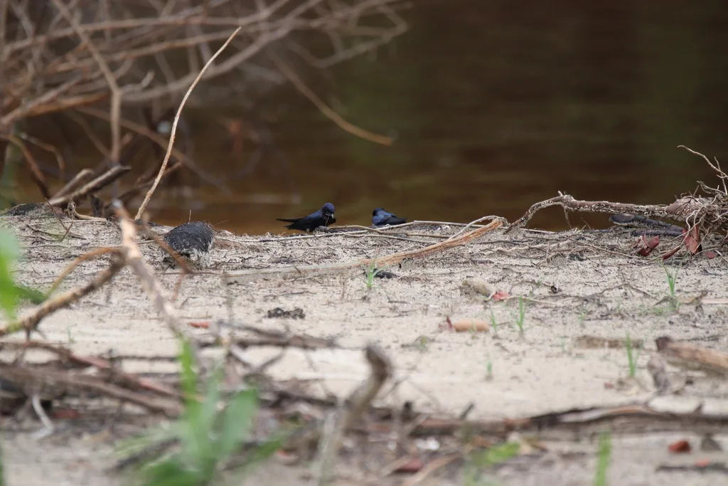白喉蓝燕(Hirundo nigrita)