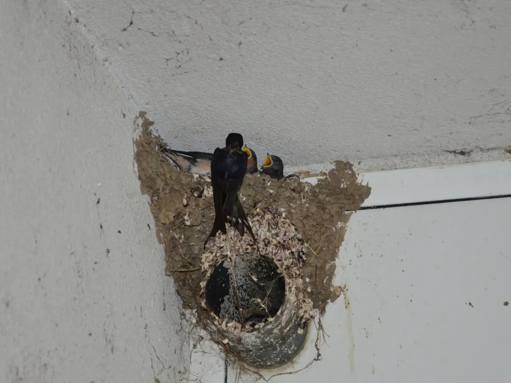 家燕(Hirundo rustica)
