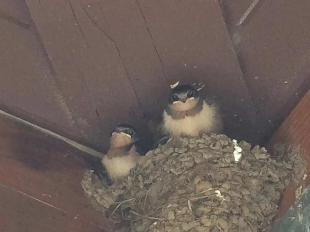 家燕(Hirundo rustica)
