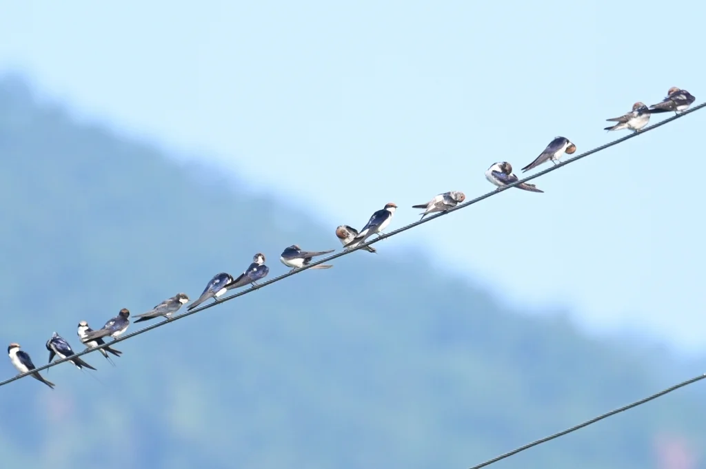 线尾燕(Hirundo smithii)