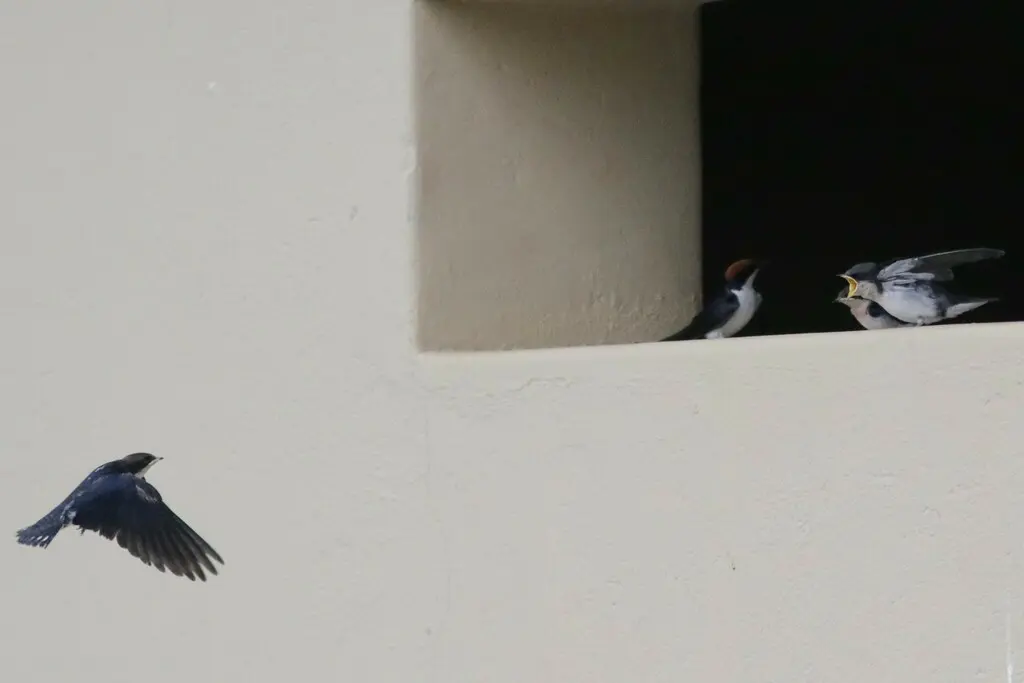 线尾燕(Hirundo smithii)
