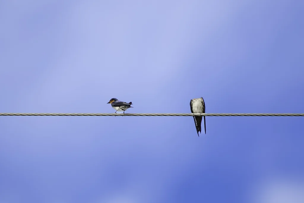 塔岛燕(Hirundo tahitica)