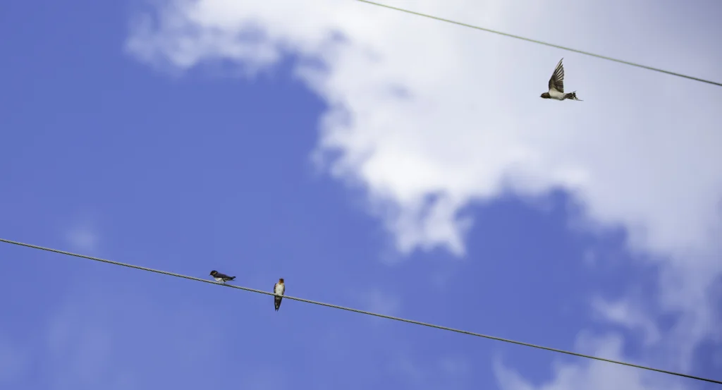 塔岛燕(Hirundo tahitica)