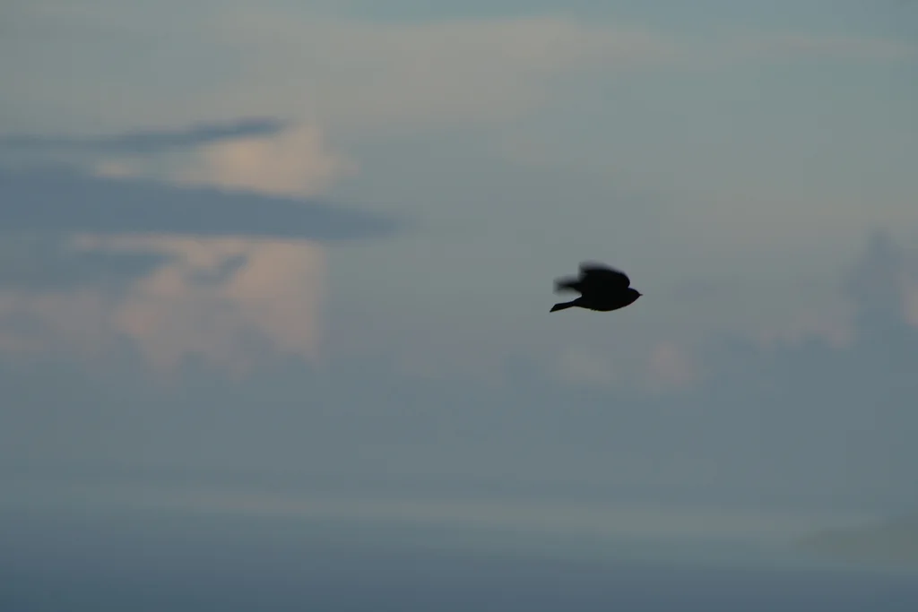 塔岛燕(Hirundo tahitica)