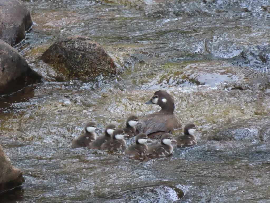 丑鸭(Histrionicus histrionicus)