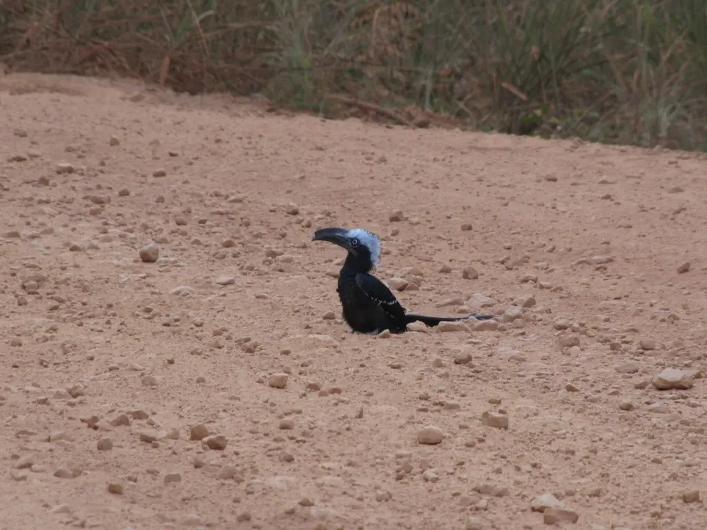 东白冠弯嘴犀鸟(Horizocerus cassini)