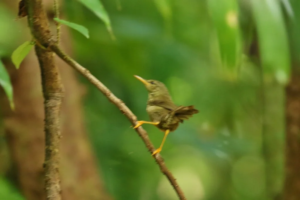 帕劳树莺(Horornis annae)