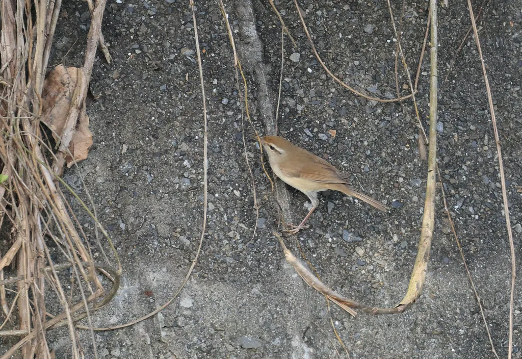 远东树莺(Horornis canturians)
