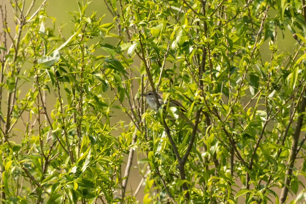 远东树莺(Horornis canturians)