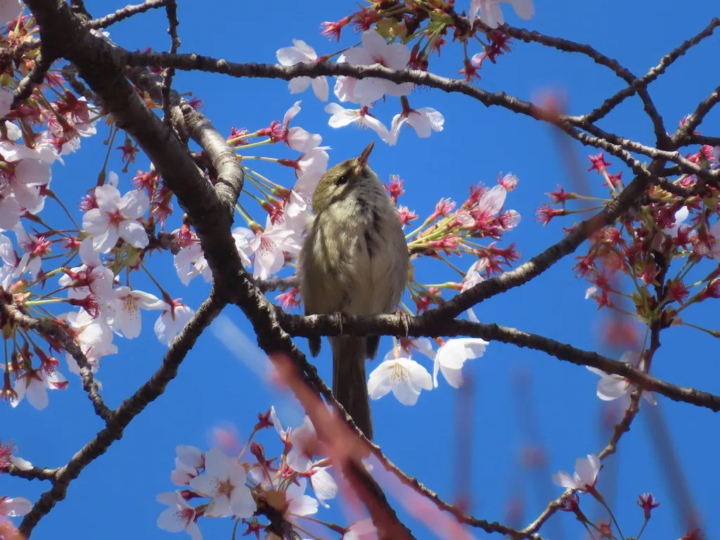 日本树莺(Horornis diphone)