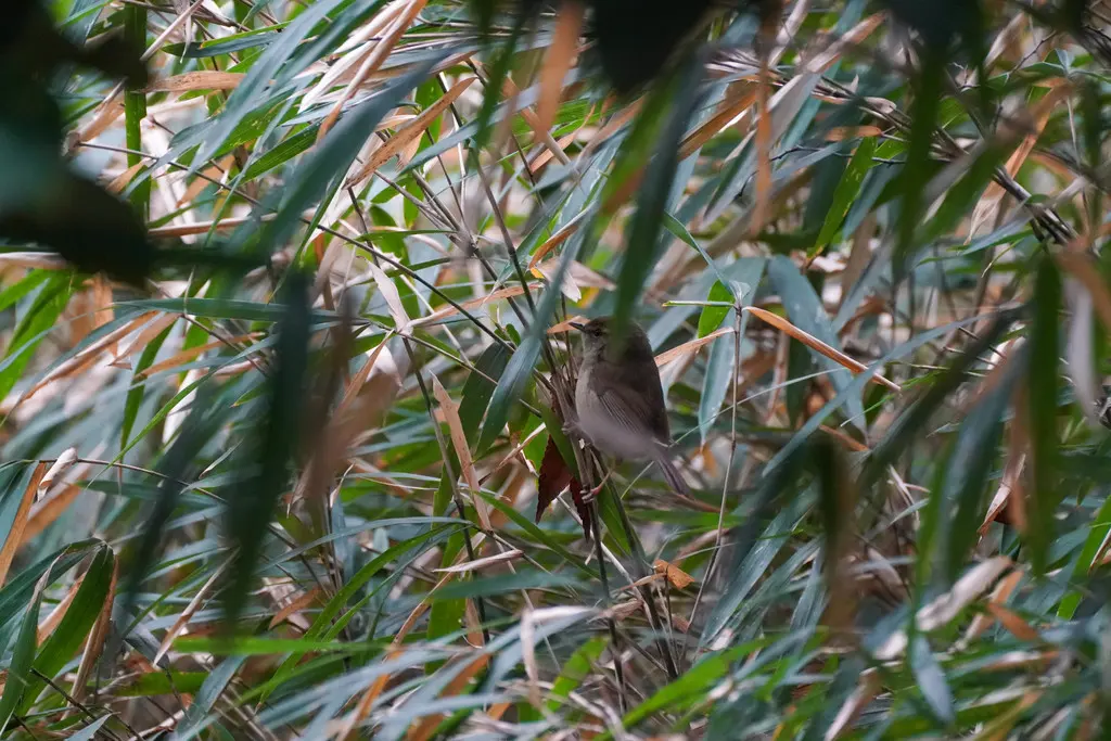 日本树莺(Horornis diphone)
