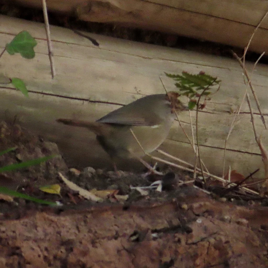 日本树莺(Horornis diphone)