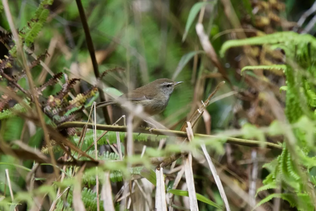 异色树莺(Horornis flavolivaceus)