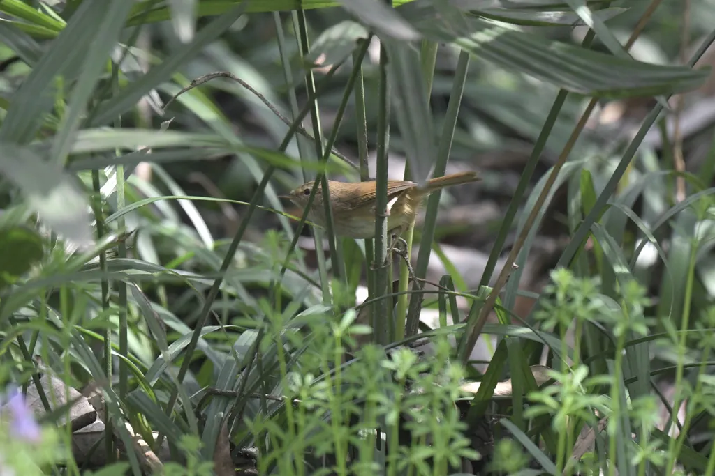 强脚树莺(Horornis fortipes)