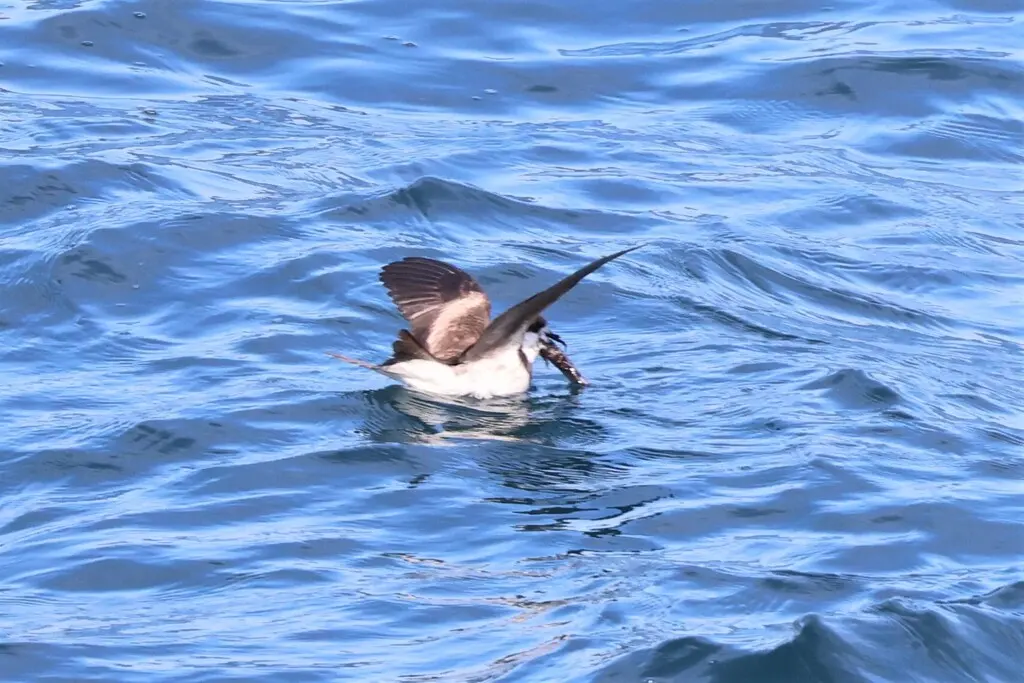 环叉尾海燕(Hydrobates hornbyi)