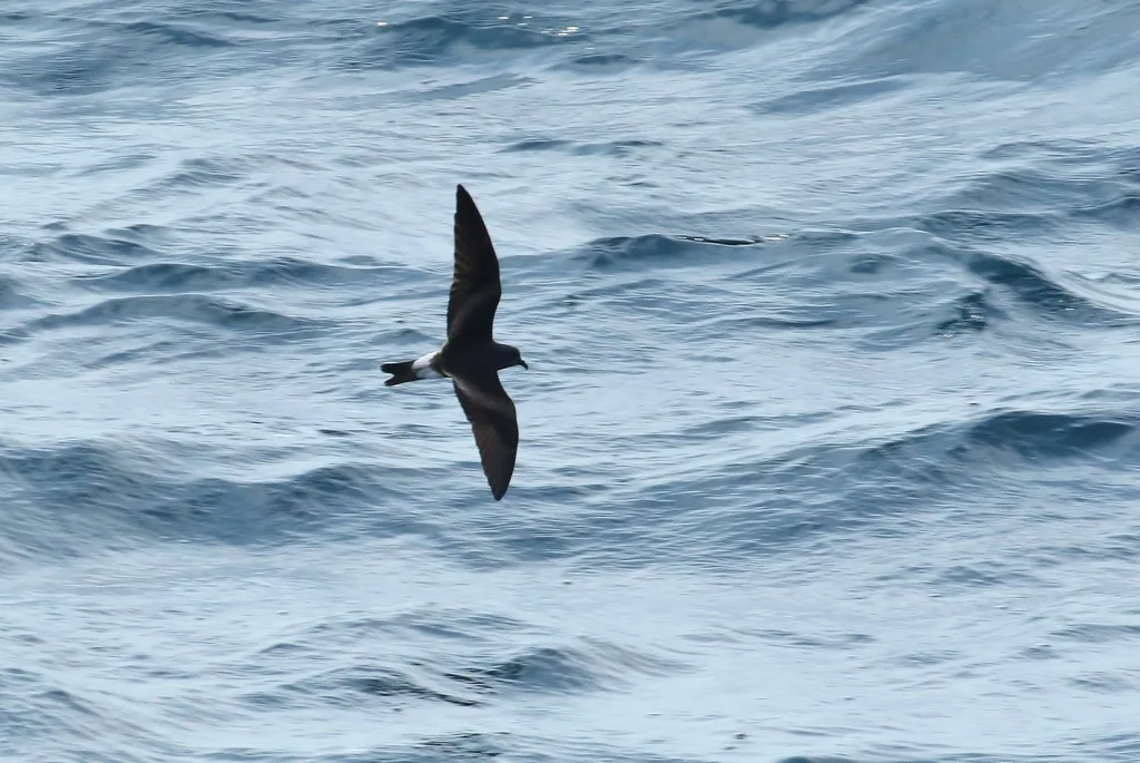白腰叉尾海燕(Hydrobates leucorhous)
