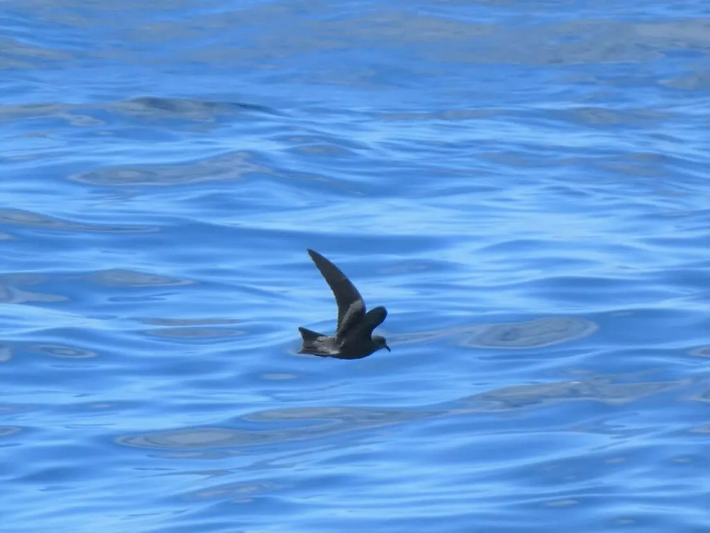 白腰叉尾海燕(Hydrobates leucorhous)