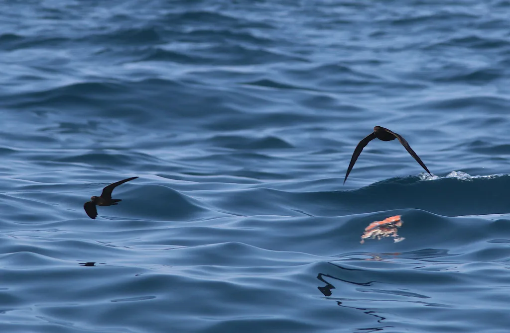 小海燕(Hydrobates microsoma)