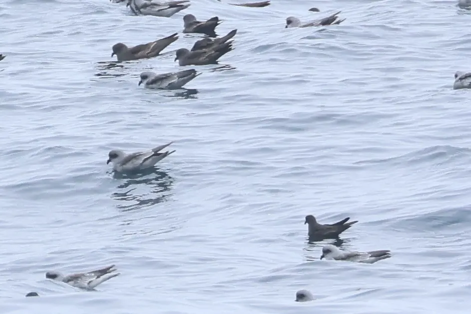 小海燕(Hydrobates microsoma)