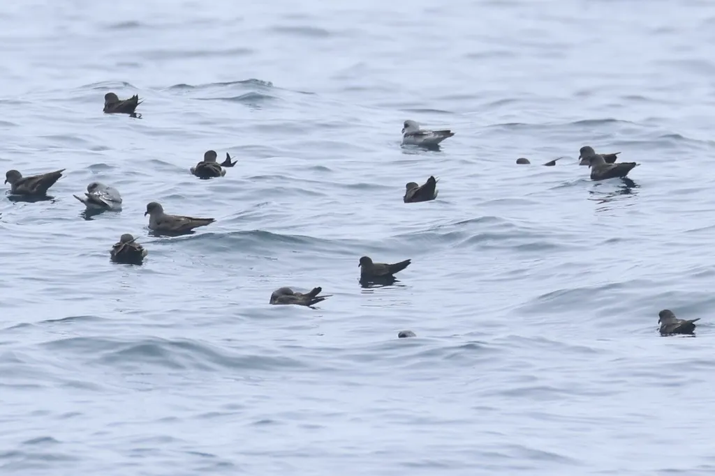 小海燕(Hydrobates microsoma)