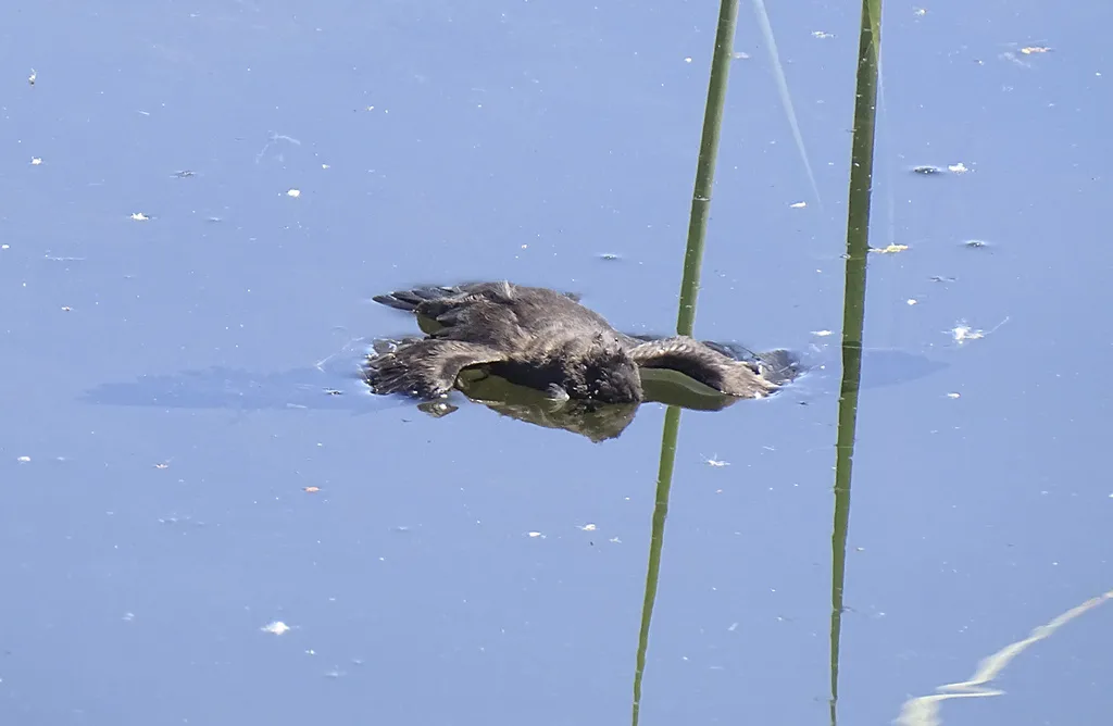小海燕(Hydrobates microsoma)