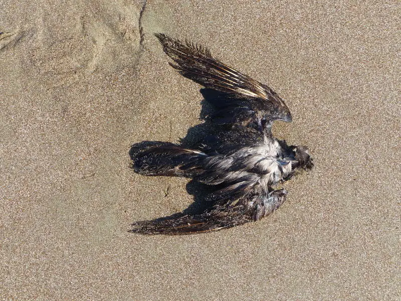 黑叉尾海燕(Hydrobates monorhis)