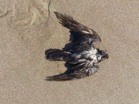 黑叉尾海燕