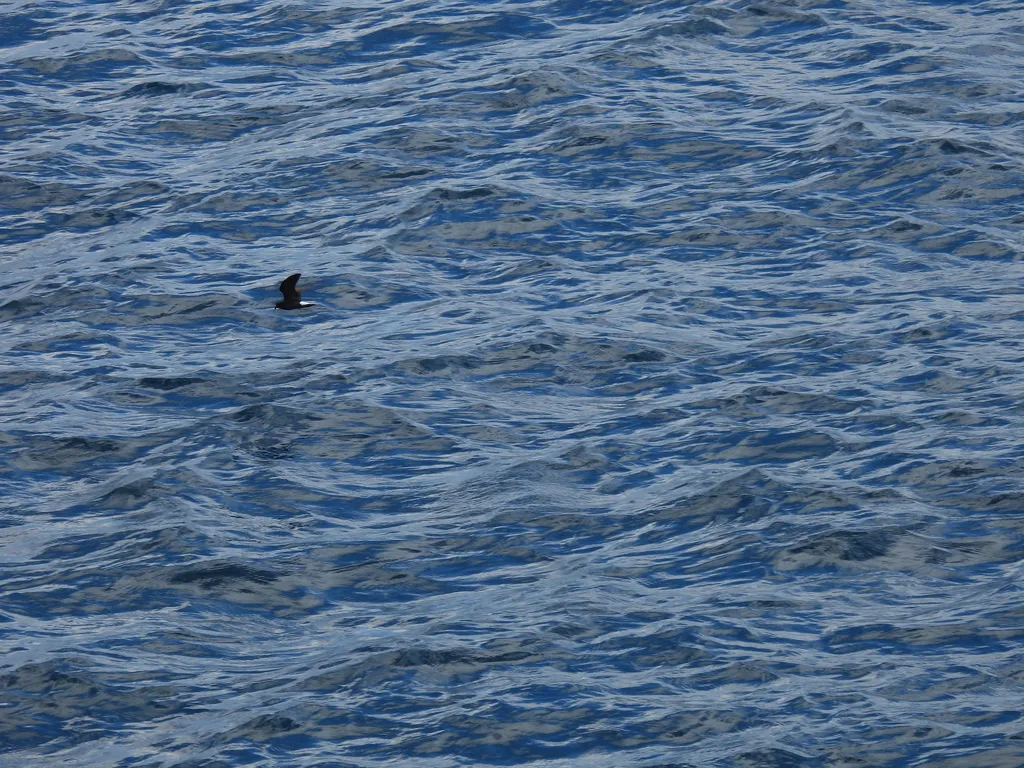 加岛叉尾海燕（Hydrobates tethys）
