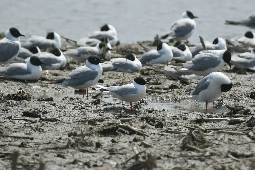 小鸥(Hydrocoloeus minutus)