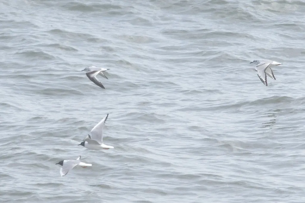 小鸥(Hydrocoloeus minutus)