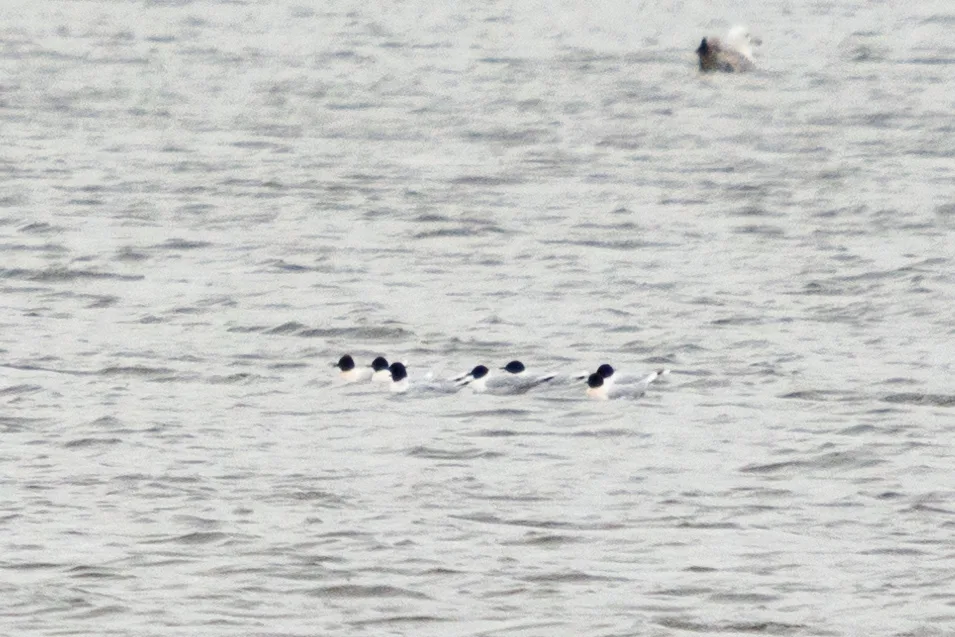 小鸥(Hydrocoloeus minutus)