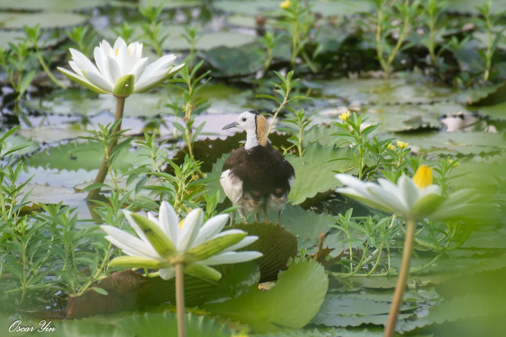 水雉(Hydrophasianus chirurgus)